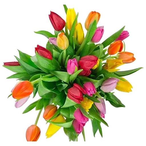 bouquet di tulipani, bouquet di tulipani, mazzo di fiori di tulipani, mazzo di tulipani colorati, bouquet di tulipani con sfondo trasparente