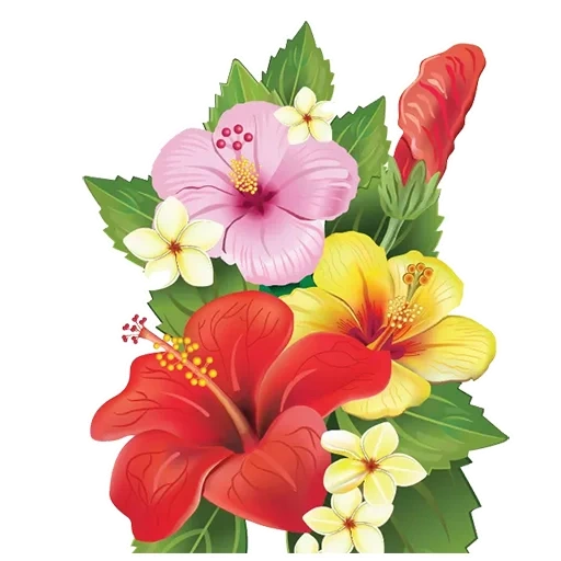 clipart blumen, hibiskus, hawaiianische blumen, blumen mit transparentem hintergrund, blumenillustrationen