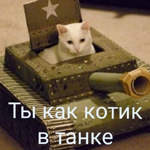 tank cat, kucing donk, tank seal, cat tanker, kucing donk