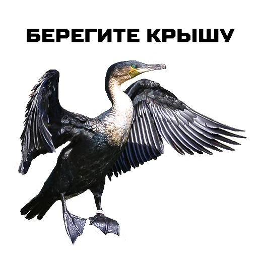 der kormoran, der kormoranvogel, kormoran vogel weiß, kormoranvögel, kormoran schwarzmeervogel
