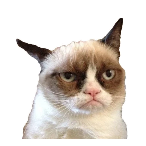 grumpy cat, the cat frowned, a disgruntled cat, disgruntled cat meme, sad cat