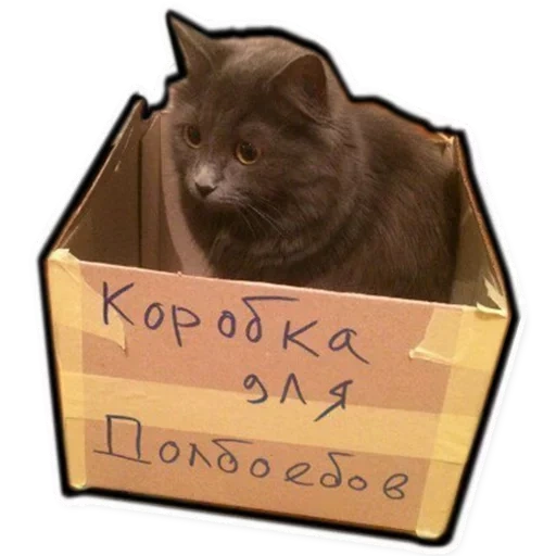 кот, кот коробке, всратый кот, кот коробочник