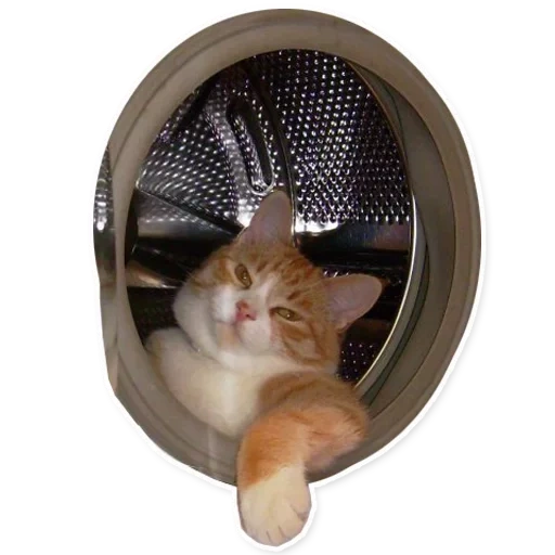 cat, domestic cat, the cat got stuck in the washing machine, cat washing machine meme