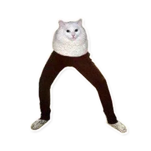 gato, pantalones de gato, piedra sedosa del gato, gato memético, cabeza bailando modelo de gato