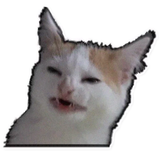 gatos, gatos de memes, o gato all time, gato teimoso, gatos sem tapete