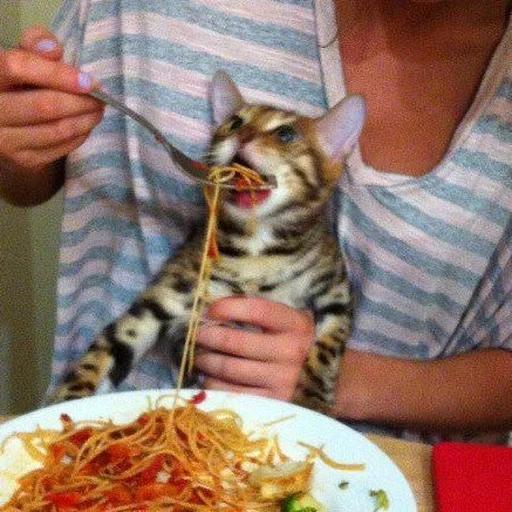 кот, кот спагетти, мем котом лапшой, кота кормят ложки, кота кормят спагетти