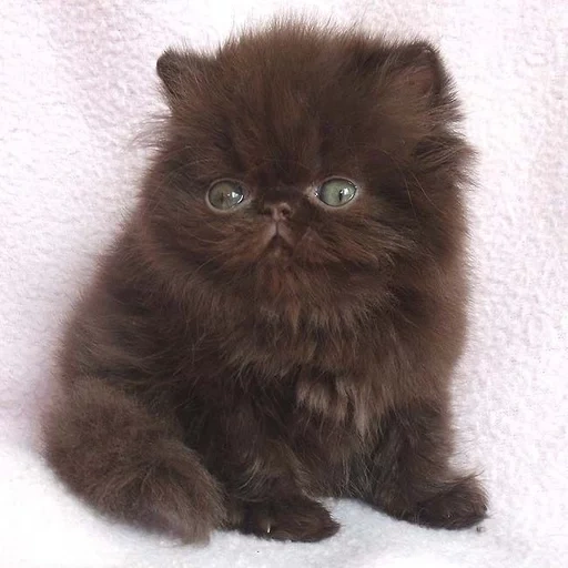 персидский, персидская кошка, гималайский экзот перс, черный персидский котенок, шоколадный персидский котенок