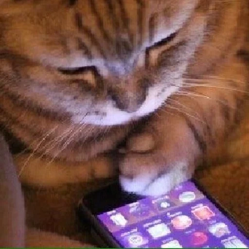 кот, кошка айфоном, кот мобильником, котенок телефоном, кот важный телефоном