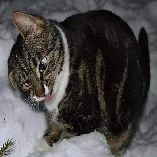 кот, кошка, кошечка, полосатый кот зимой, сибирская лесная кошка сибирская