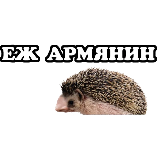 hedgehog-hedgehog, meme di hedgehog, hedgehog su bianco