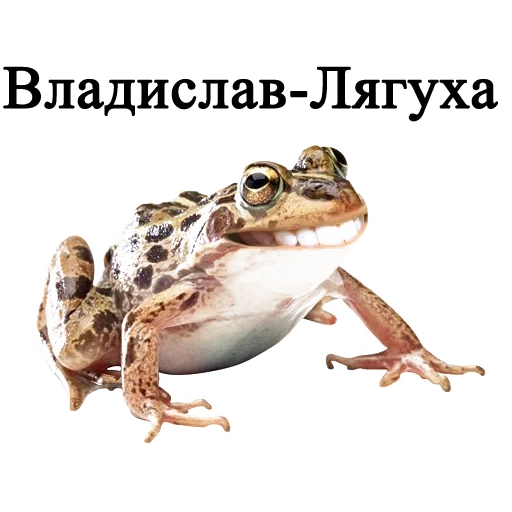 rã, zhaba sapo, um sapo comum, clipart frog