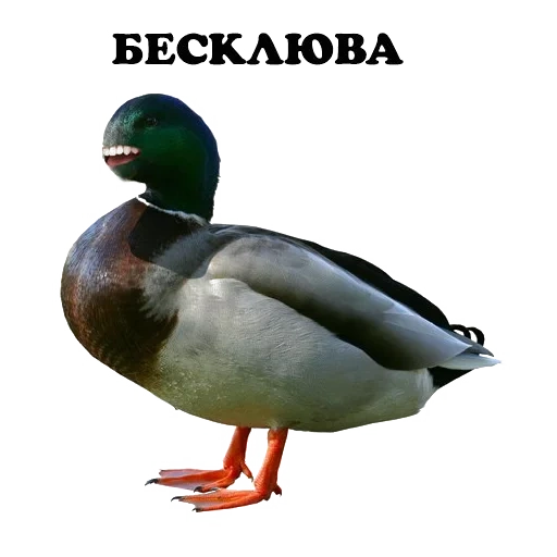 canard, canard, canard, canard kryakva, rate de kryakva