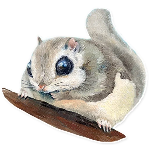 flying squirrel, japanese flying, ordinary flying, japanese protein flying, siberian squirrel letyaga