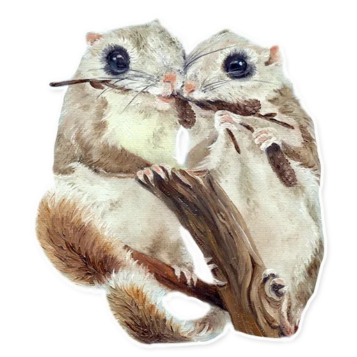 flying squirrel, japanese flying, white protein flying, japanese protein flying, siberian squirrel letyaga