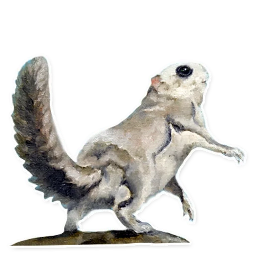 surikat, animals, flying squirrel, collecta suerikat, ordinary flying