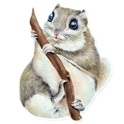 flying, flying squirrel, the animals are cute, japanese protein flying, siberian squirrel letyaga
