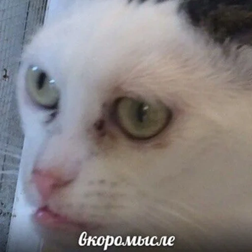 кот, кошка, кот мем, всмысле кот, котики смешные