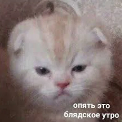 кот, кошка, опять утро, кот обормот, забавные животные