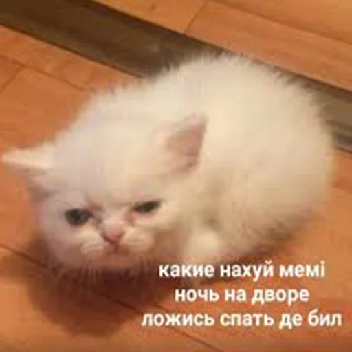 кот, коты постирония, персидская кошка, доброе утро кот мем, милые котики надписями