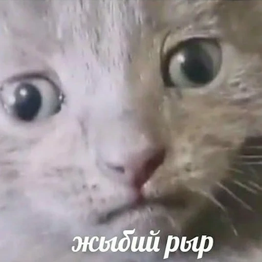 кот, кошка, кот мем, mlem кот, жыбий рыр