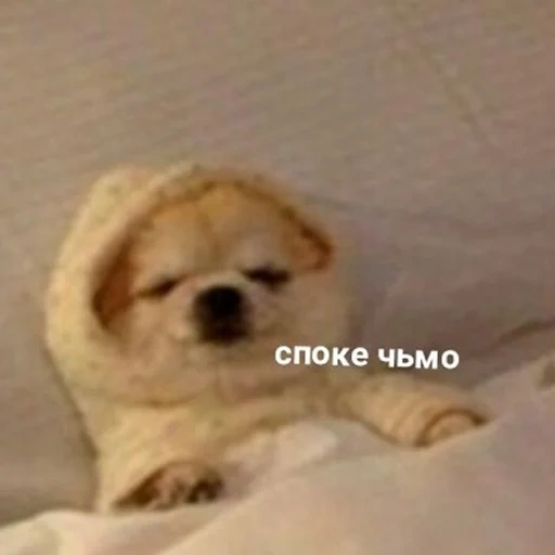 кот, споке чьмо, мемы животные, животные милые, веселые животные