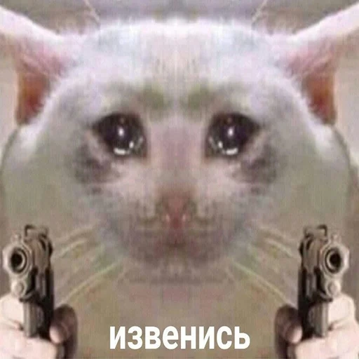 кот мем, мем котик, плачущий кот, мем грустный кот, служу россии мем кот