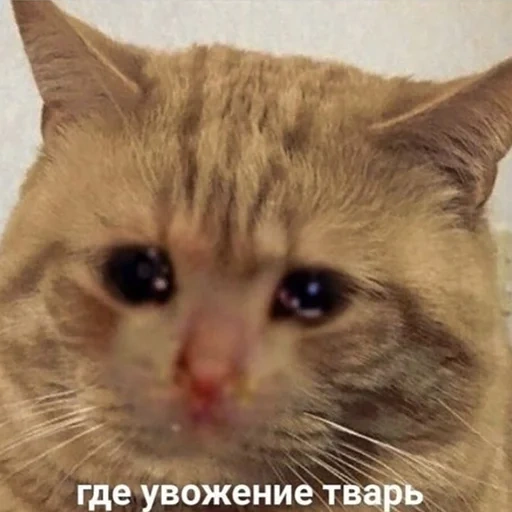 кот, кот смешной, грустный кот, кошка домашняя, кот случай важных переговоров