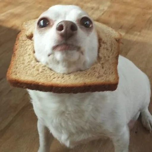 собака хлеб, животные милые, чихуахуа хлебе, собака хлебушке, собака странная