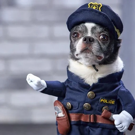 мопс полицейский, полицейская собака, чихуахуа полицейский, собака полицейской форме, костюм полицейского собаки