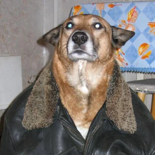 собака, собака куртке, собака кожанке, собака подзаборная, собака кожаной куртке