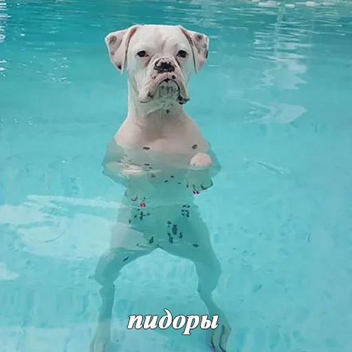 собака, собака веселая, забавные животные, счастливая собака, собака бассейне мем