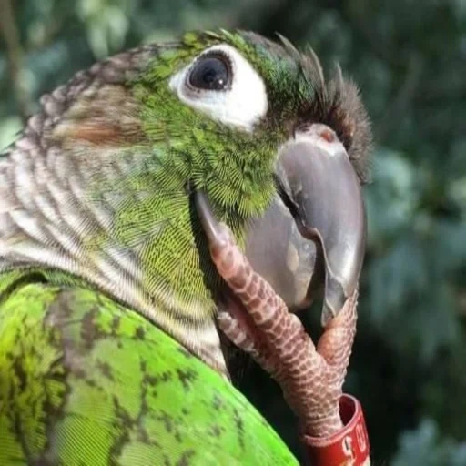 лохматый, попугай рико, попугай птица, попугай ара зеленый, большой зеленый попугай