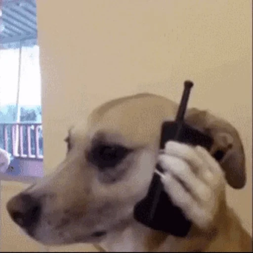 собака, мем собака, гифка собака, собака прикольная, собака говорит по телефону