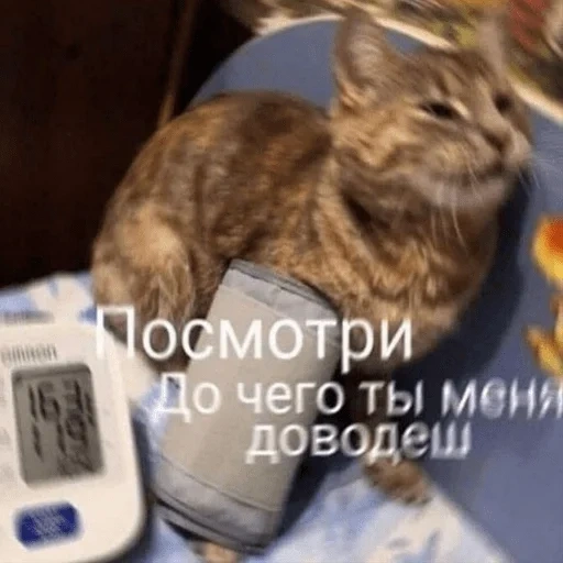 кот, кошка, кошечка, юмор коты, кошка животное