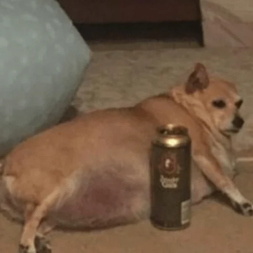 собака, собака пивом мем, толстая собака пивом, мем собакой бутылкой, толстая маленькая собака c пивом