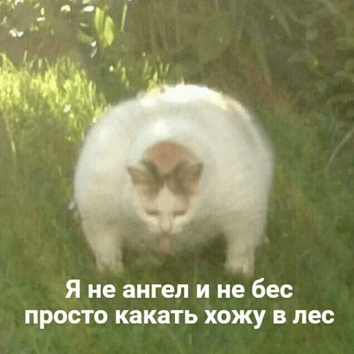 кот, кошка, кошечка, забавные животные, я не ангел не бес просто