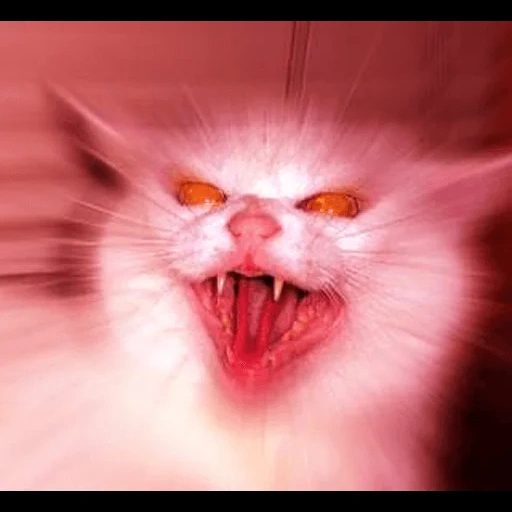 gatto malvagio, gatto persiano malvagio, gatto meme con i denti, gatto bianco arrabbiato, gatto malvagio dagli occhi rossi