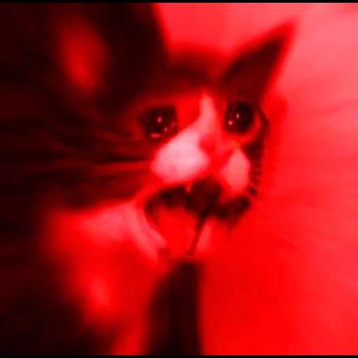 yamero, modelo de gato, gato llorando, modelo de gato llorando, gato de ojos rojos gritando