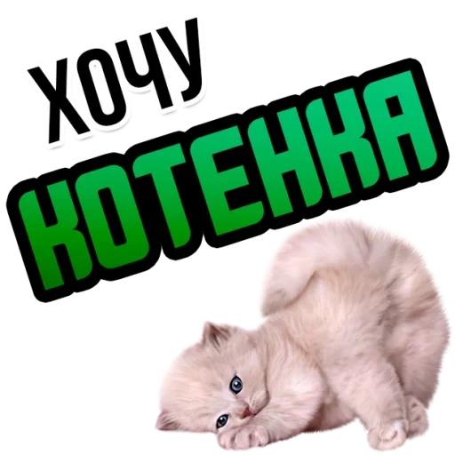 кот, хочу, кошка, кошка котенок, пушистый котенок белом фоне