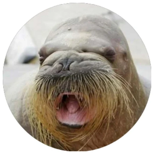 walrus, walrus mustache, morge nosach, mustache walrus, haineman morge