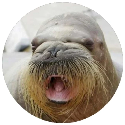 walrus, walrus harus, walrus hidung, walrus berjenggot panjang, walrus heinemann