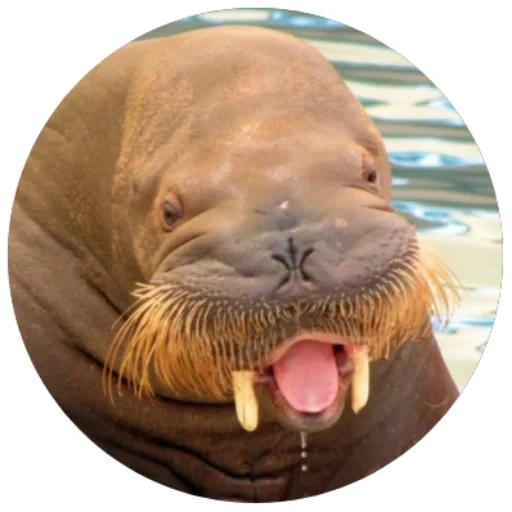 walrus, walrus hidung, walrus sivaqi, walrus betina, walrus pasifik