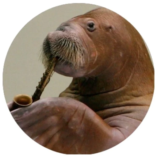 walrus, serge walrus, nada walrus, walrus ceria, walrus kecil