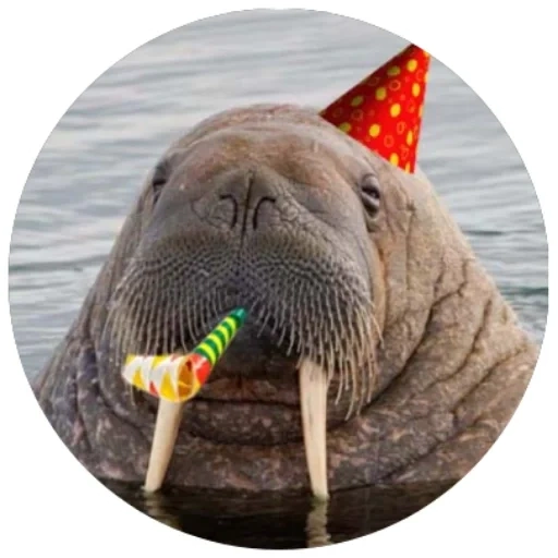 walrus, serge walrus, walrus vasha, walrus yang lucu, walrus keren