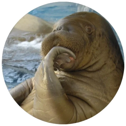 walrus, lady morge, morge nosach, female walrus, funny walrus