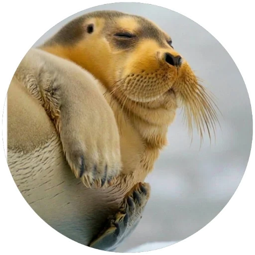 aku seal, anjing laut yang lucu, seal, anjing laut bersayap, anjing laut kelinci laut