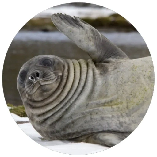 seal, ross seal, seal seal, walrus, anjing laut yang puas