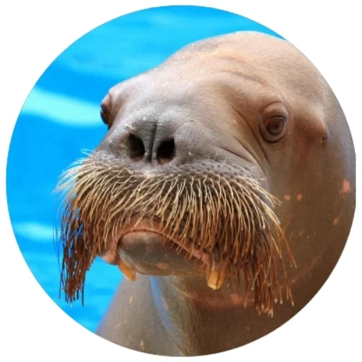 walrus, walrus mustache, mustache walrus, walrus cartoon, red book morge