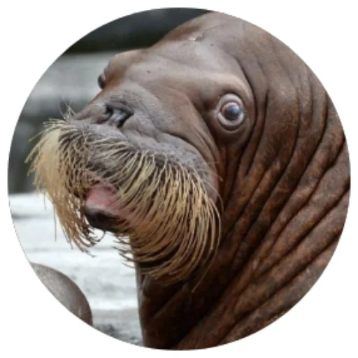 walrus, serge walrus, female walrus, merry walrus, little walrus