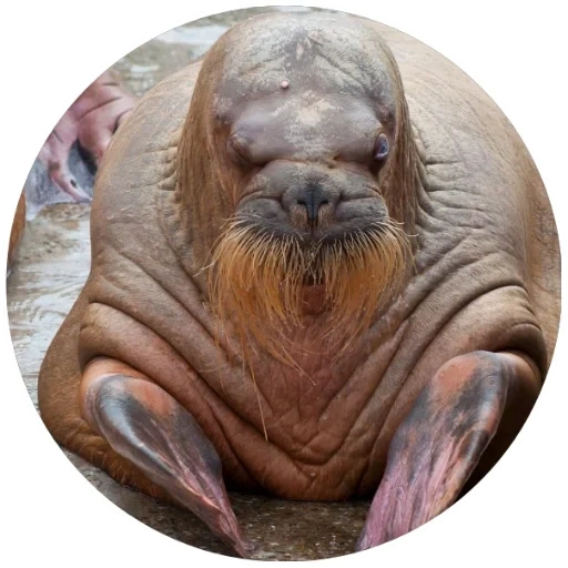 walrus, walrus hidung, walrus vallus, walrus betina, hewan walrus